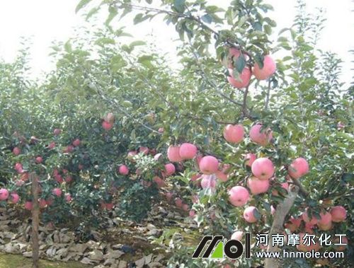 蘋果樹什么時候用水溶肥