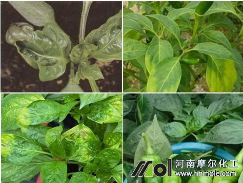 辣椒缺鈣葉子表現 辣椒缺鈣葉子表現