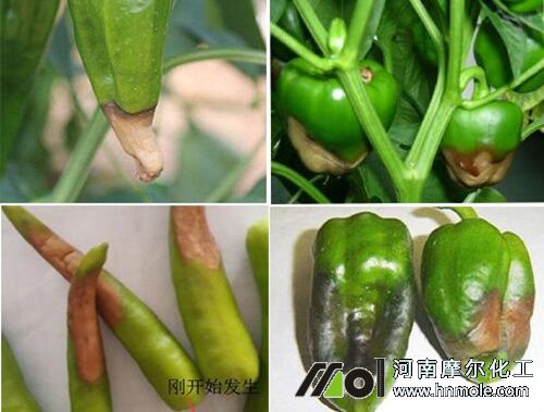 辣椒果實缺鈣表現 辣椒果實缺鈣表現