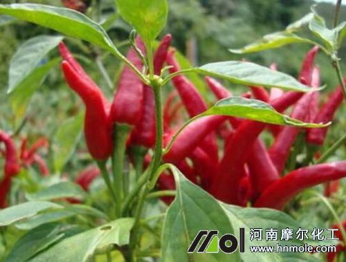 朝天椒用什么肥料