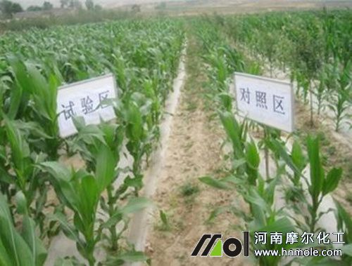 玉米怎樣使用水溶肥