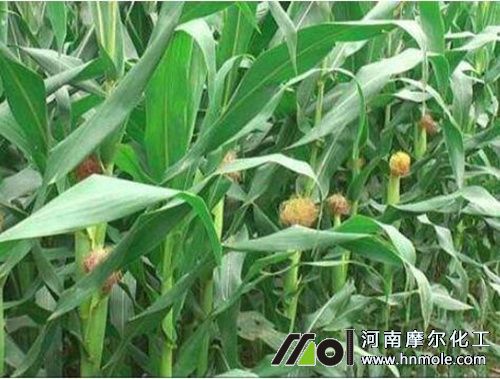 玉米怎樣使用水溶肥