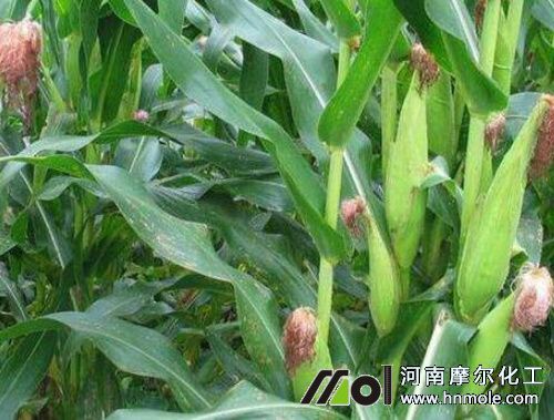 玉米怎樣使用水溶肥