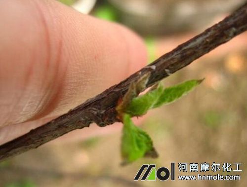 楊梅用什么肥料可多開花