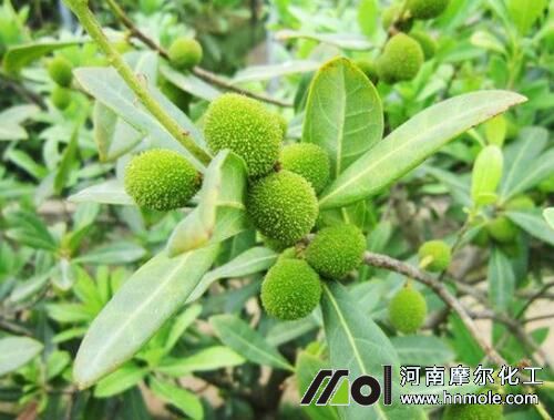 楊梅用什么肥料可多開花