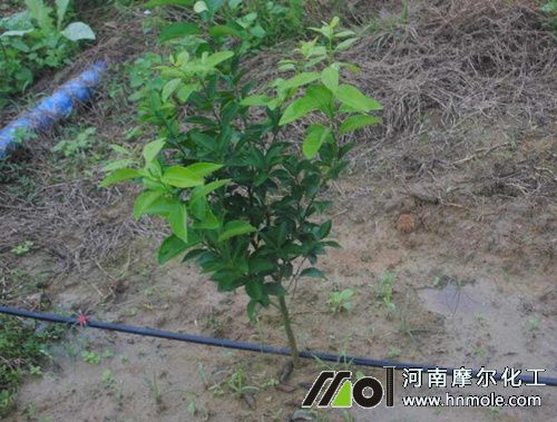 柑橘水溶肥用法