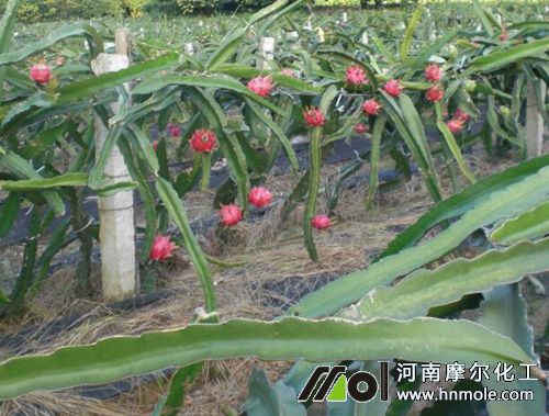 火龍果如何用水溶肥