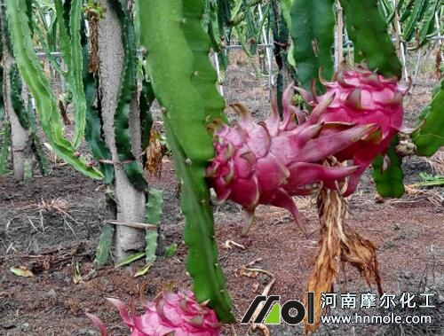 火龍果水溶肥施用方案