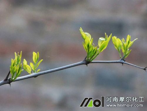 棗樹發(fā)芽期追肥