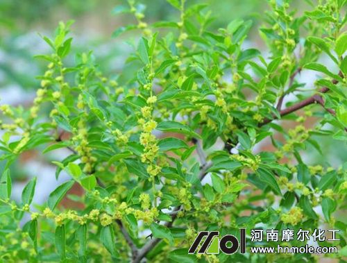 棗樹花前期追肥