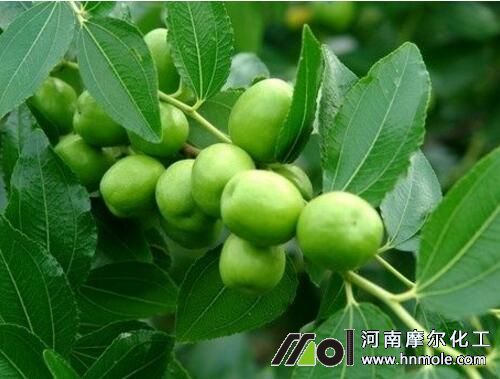 棗樹結果期追肥