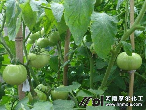 番茄坐果追肥方法 番茄坐果追肥方法