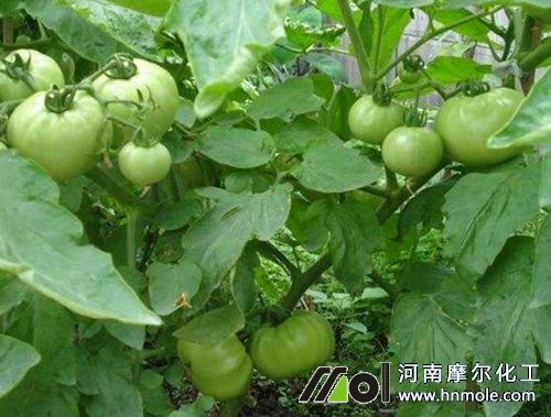 番茄坐果追肥方法