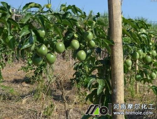 百香果施什么肥比較甜