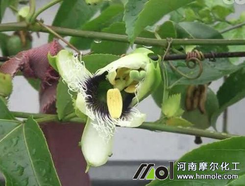 百香果施什么肥比較甜