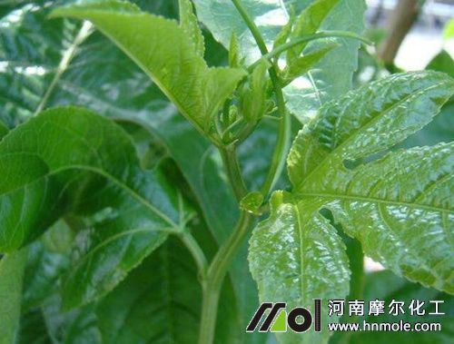 百香果施什么肥比較甜