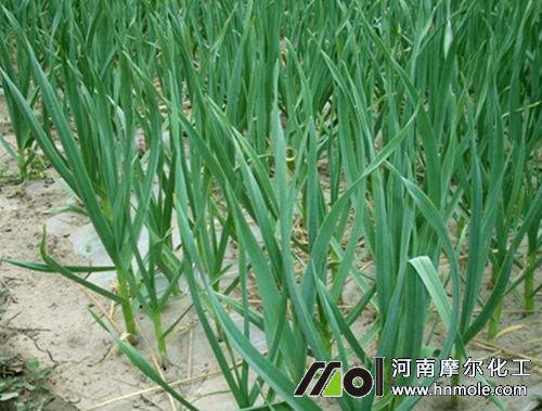 大蒜怎么施肥
