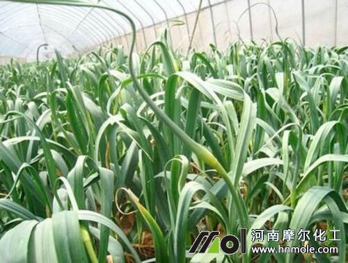 大蒜怎么施肥