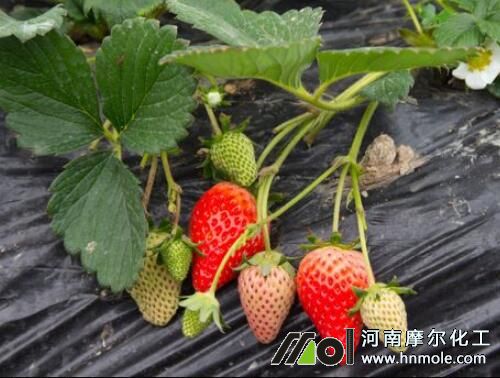 草莓結果期追施水溶肥 草莓結果期追施水溶肥
