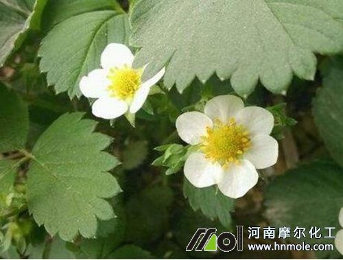 草莓花前期追施水溶肥 草莓花前期追施水溶肥