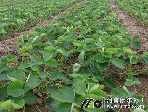草莓孕花期追施水溶肥 草莓孕花期追施水溶肥