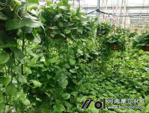 花卉生長前期施肥 花卉生長前期施肥