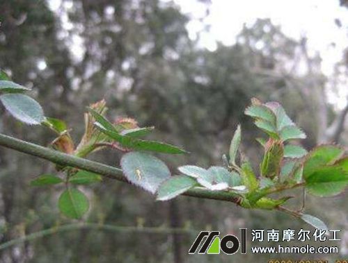 花卉花芽分化施肥 花卉花芽分化施肥