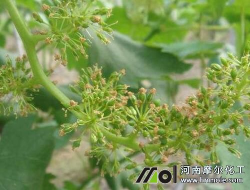 葡萄謝花后幼果施肥 葡萄謝花后幼果施肥