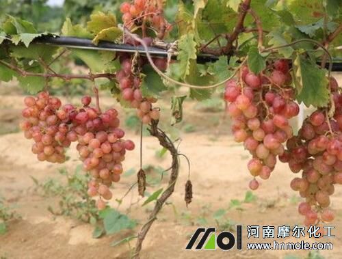 葡萄膨大著色期施肥 葡萄膨大著色期施肥