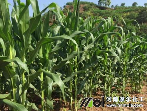 玉米施肥方法