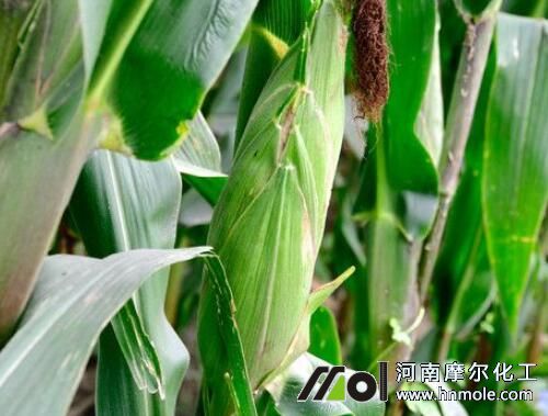 玉米施肥方法