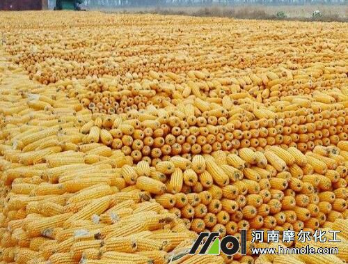 玉米一般畝產(chǎn)量