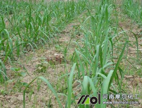 甘蔗苗期追施高氮水溶肥 甘蔗苗期追施高氮水溶肥