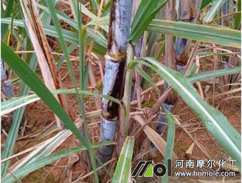 甘蔗苗期追施高氮水溶肥 甘蔗苗期追施高氮水溶肥