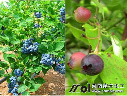 高叢和兔眼藍(lán)莓施肥 高叢和兔眼藍(lán)莓施肥