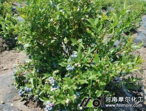 矮叢藍(lán)莓施肥 矮叢藍(lán)莓施肥