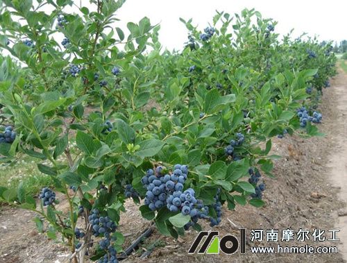 藍(lán)莓需肥特點(diǎn) 藍(lán)莓需肥特點(diǎn)
