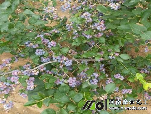 矮叢追施水溶肥 矮叢追施水溶肥