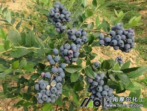 適合藍莓用的水溶性肥料 適合藍莓用的水溶性肥料