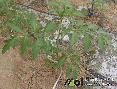 番茄苗期追施水溶肥 番茄苗期追施水溶肥