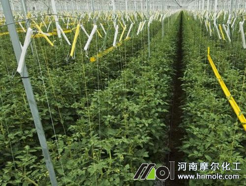 番茄蔓期追施水溶肥 番茄蔓期追施水溶肥