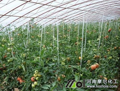 番茄結果期追施水溶肥 番茄結果期追施水溶肥