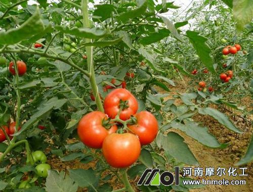 番茄盛果期追施水溶肥 番茄盛果期追施水溶肥