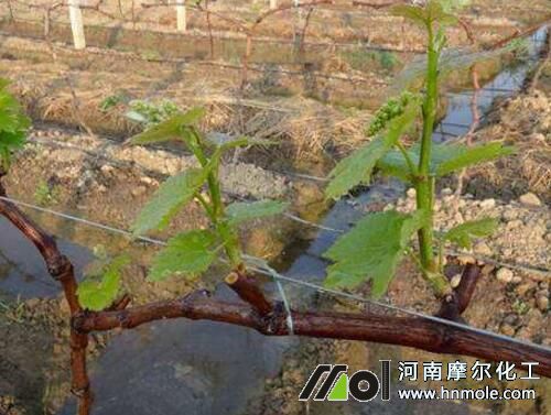 葡萄萌芽期追施水溶肥 葡萄萌芽期追施水溶肥