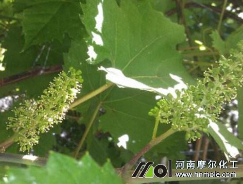 葡萄開花期追施磷鉀水溶肥 葡萄開花期追施磷鉀水溶肥