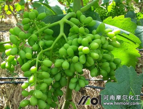 葡萄幼果期追氮磷水溶肥 葡萄幼果期追氮磷水溶肥