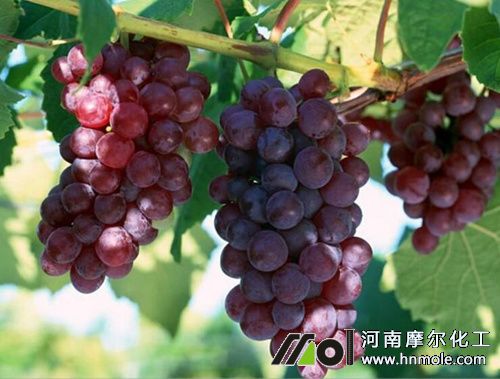 葡萄幼果期施超鉀水溶肥 葡萄幼果期施超鉀水溶肥