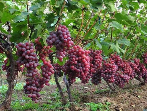 紅提葡萄五月施肥 紅提葡萄五月施肥