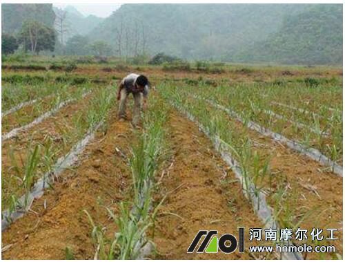 甘蔗追施提苗肥 甘蔗追施提苗肥