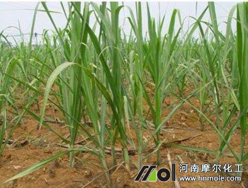 甘蔗追施攻蘗肥 甘蔗追施攻蘗肥